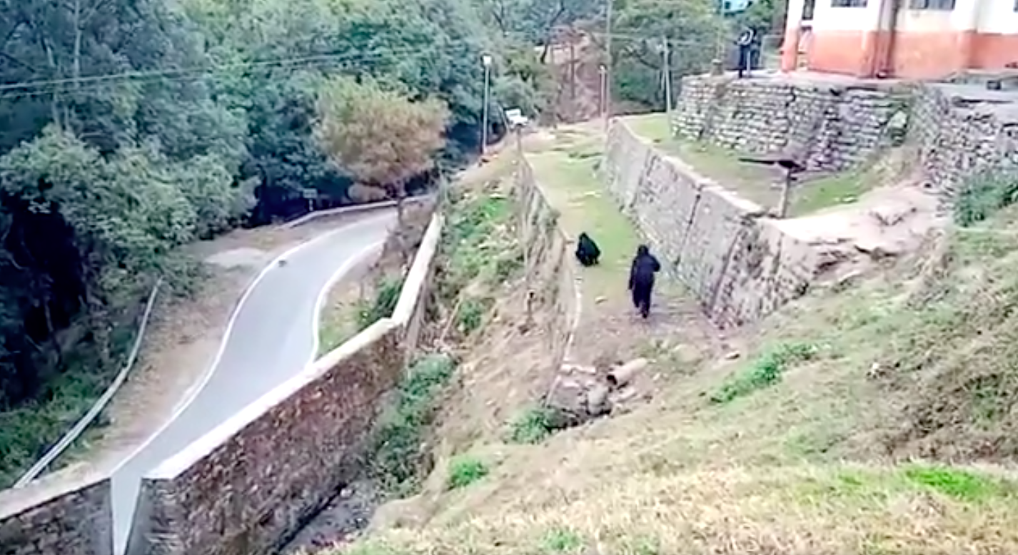 Twitter/ANI Run, monkeys, run!